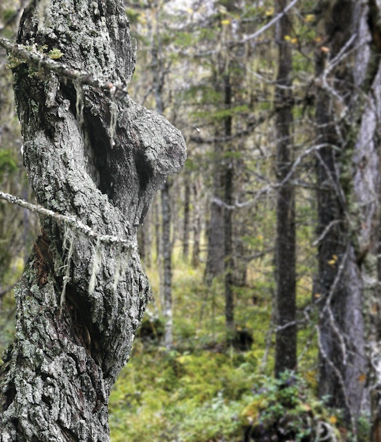 MMD underkänner Skogsstyrelsens granskning av avverkningsanmälningar