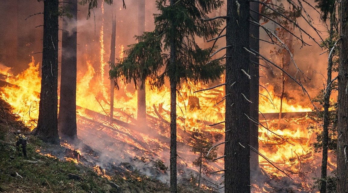 Miljonböter för skogsbranden 2014 – men beställare frias