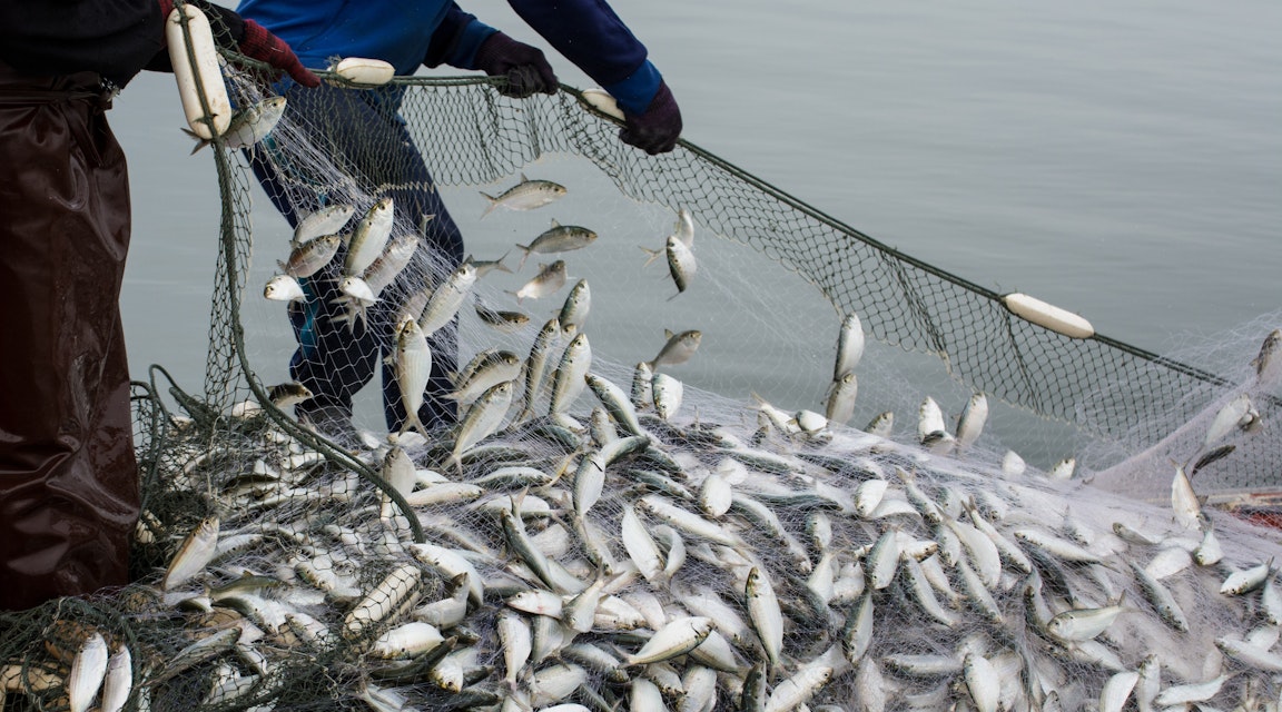 Kammarrätten fastställer avslag på fiskelicens 