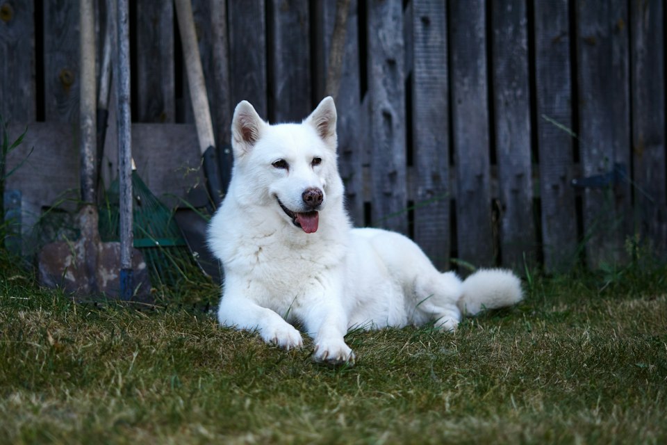 Rätt omhänderta hunden Bruno efter trolig skenöverlåtelse