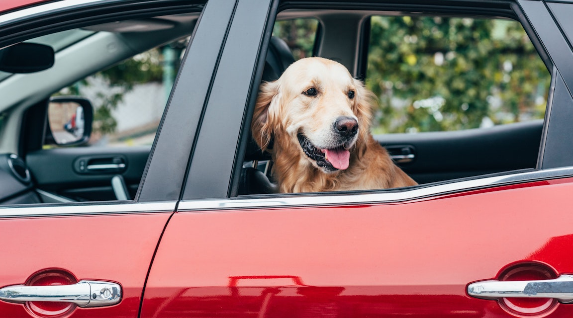 Lös hund i bilen var brott mot trafikförordningen