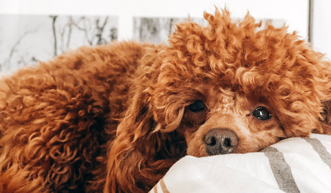 65 000 kronor och hunden tillbaka efter valpning