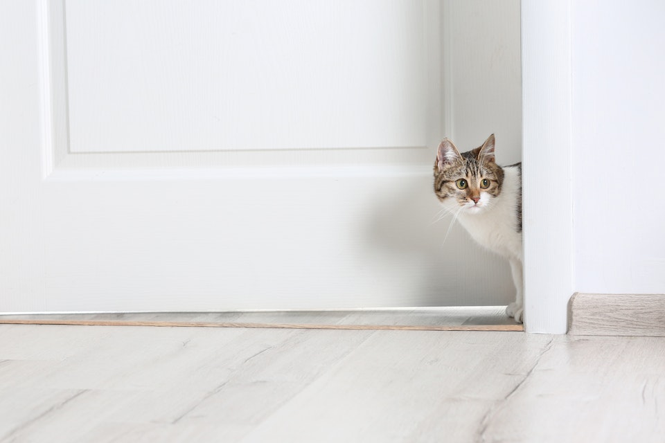 Katturin kostade en hyresgäst 250 000 kronor