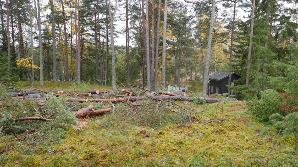 Fri sjöutsikt för 350 000 kronor när granne fällde 31 träd