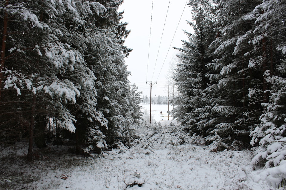 Fågelföreningar vinner i MÖD - har klagorätt mot elledningskoncession