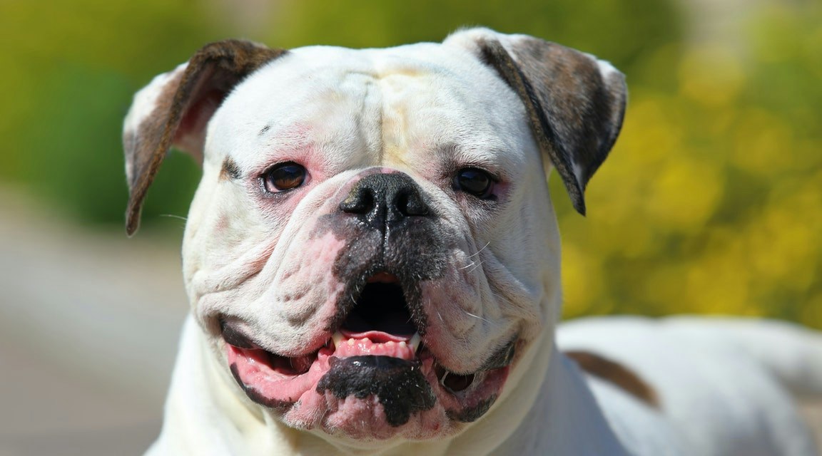 15-åring dog i hundattack – men familjehemsmamman frias