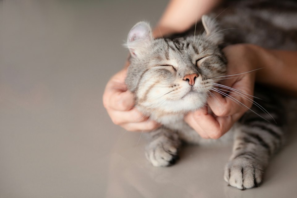 Kattcafé förlorar momstvist – är ingen djurpark
