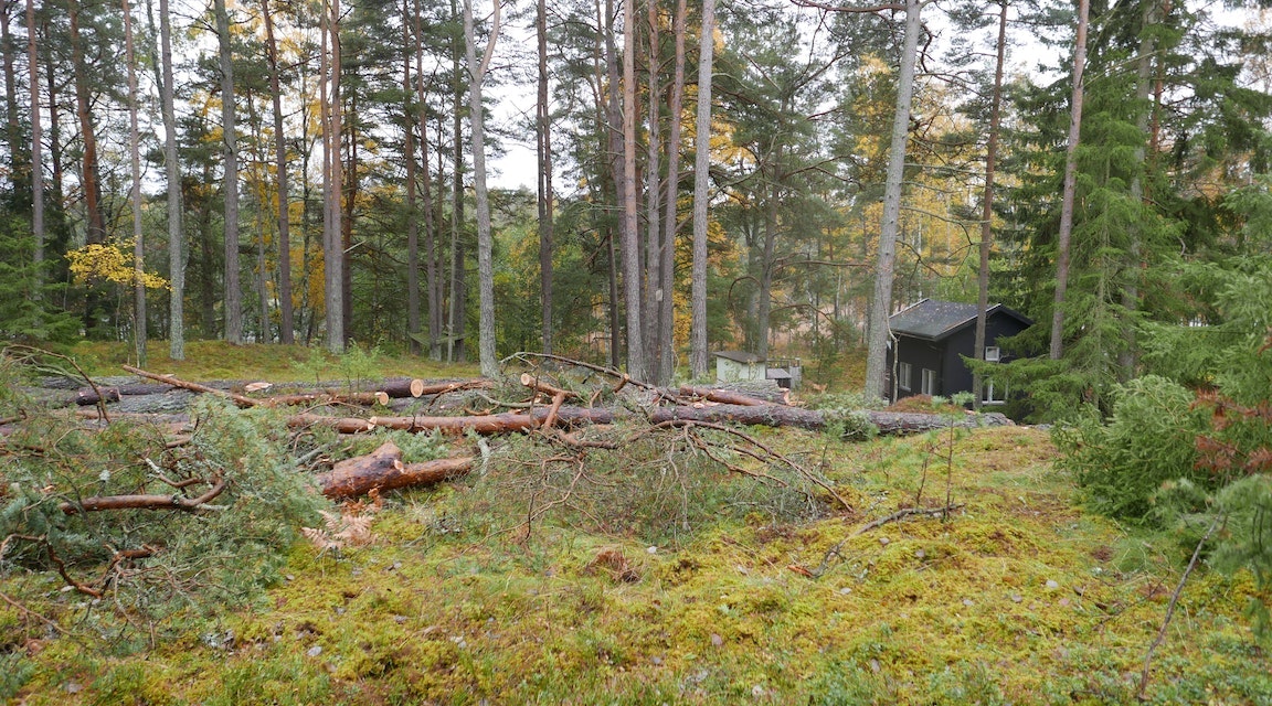 Trädfällare godtog yrkande – skadeståndet ökar från 350 000 till 4,6 miljoner kronor