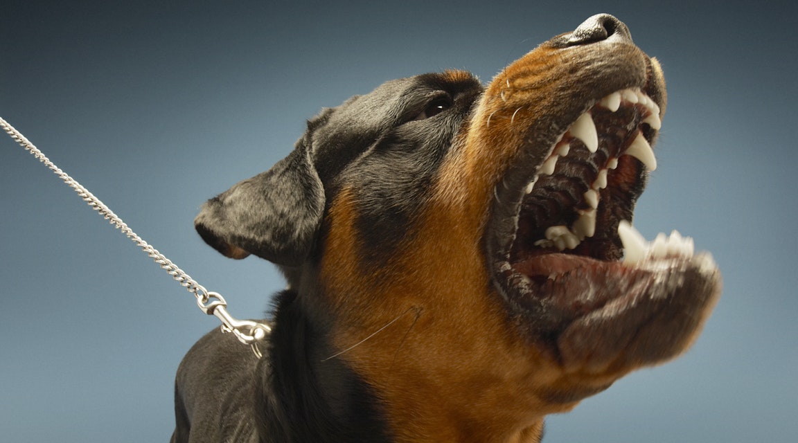Fälld hundägare frias i hovrätten – inte oaktsam vid bitattack