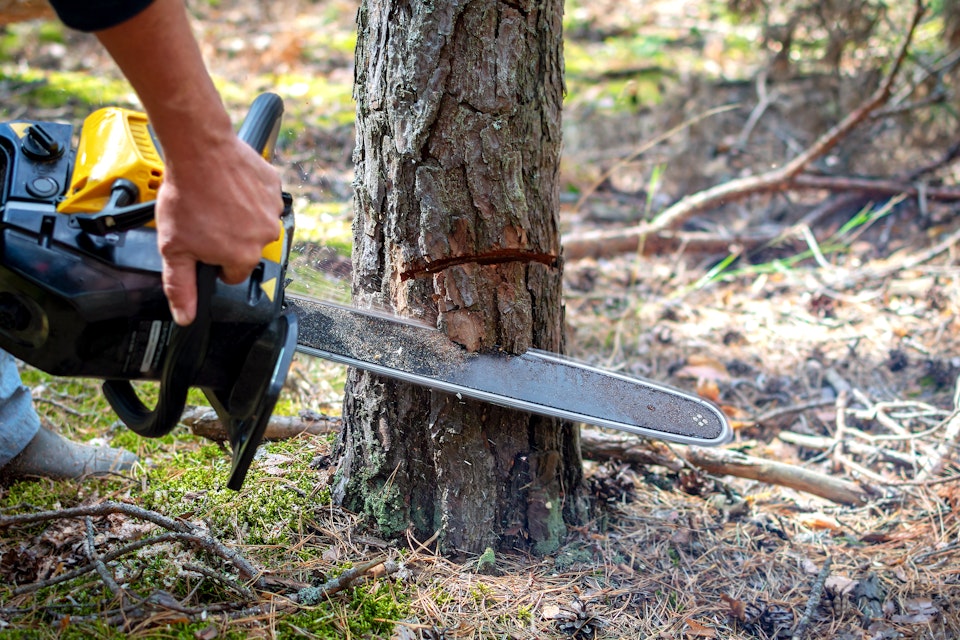 Skogsfastighet avverkades mellan budgivning och köp – mäklare varnas