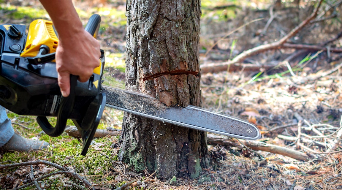 Skogsfastighet avverkades mellan budgivning och köp – mäklare varnas