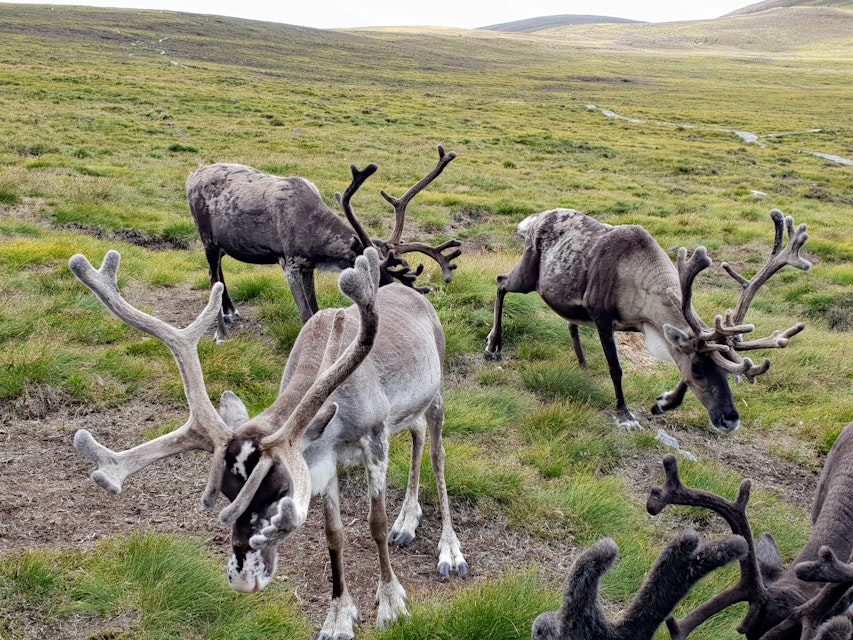 Rennäringslagens medlemsregler strider mot regeringsformen