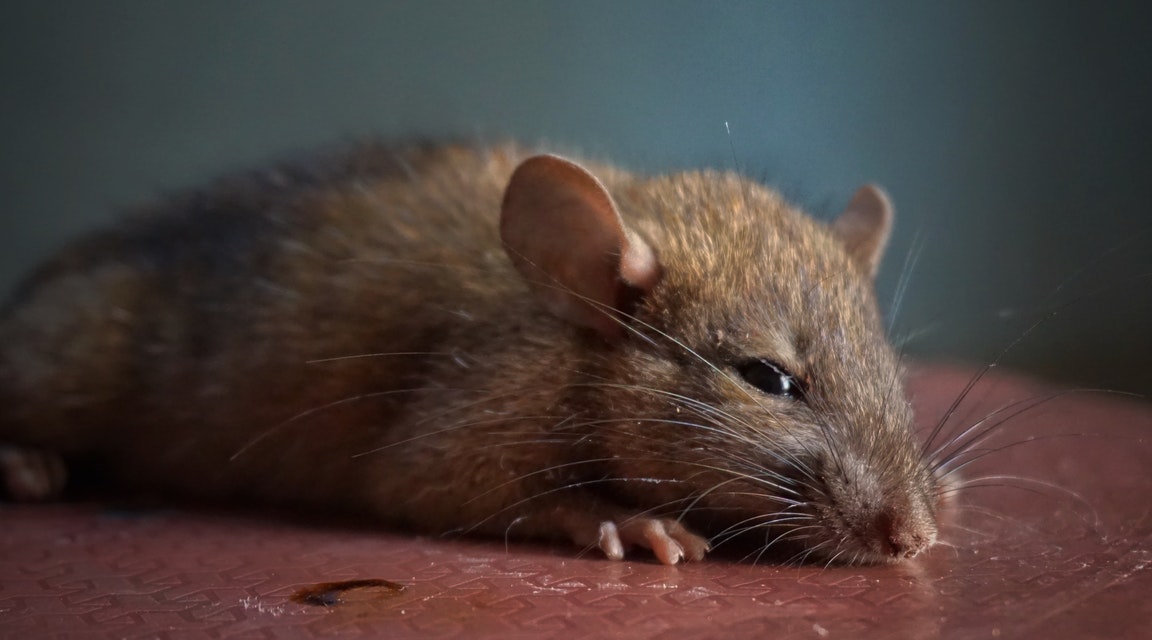 Råttor naturligt i 100 år gammalt hus