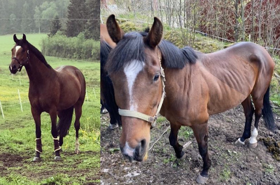 Gåva av häst återgår efter misskötsel – väsentligt avtalsbrott