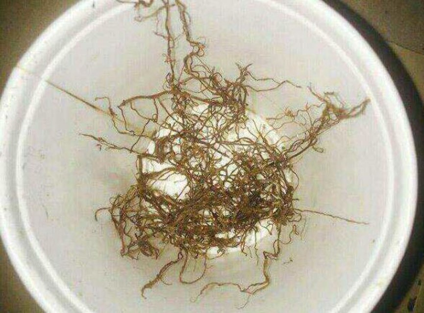 Kvinna frias från förgiftningsåtal – trots graverande omständigheter