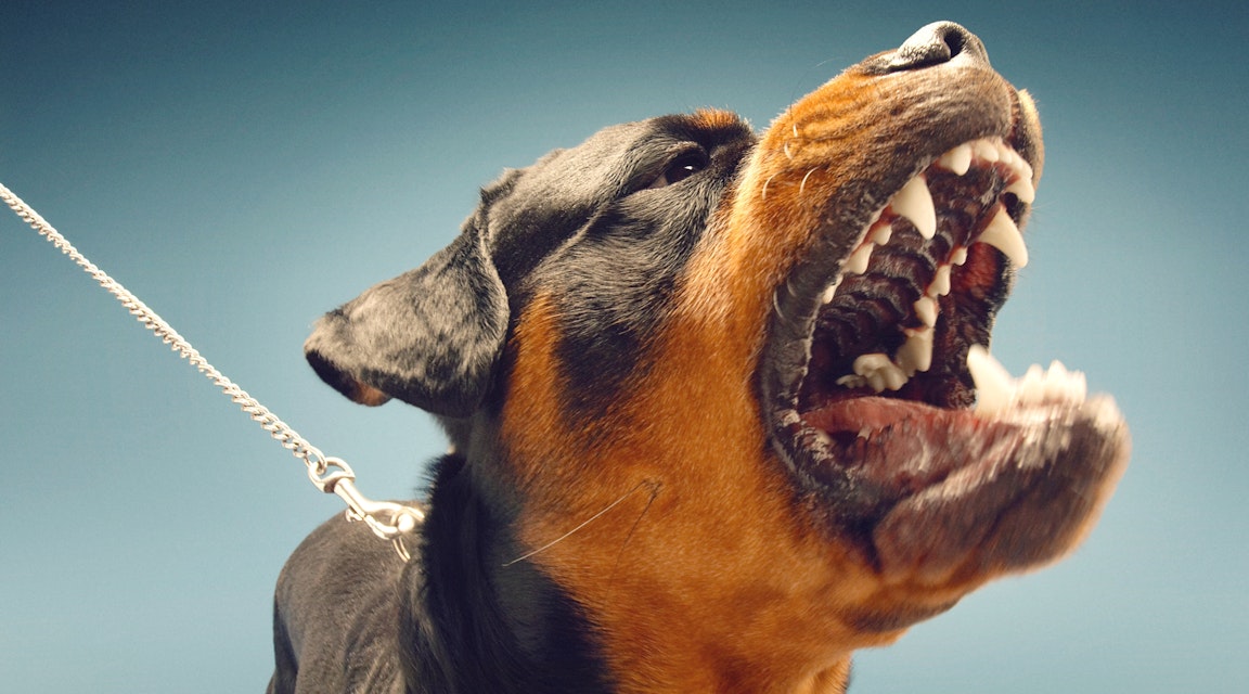 Rottweiler som gick till angrepp mot motionär omhändertas inte 
