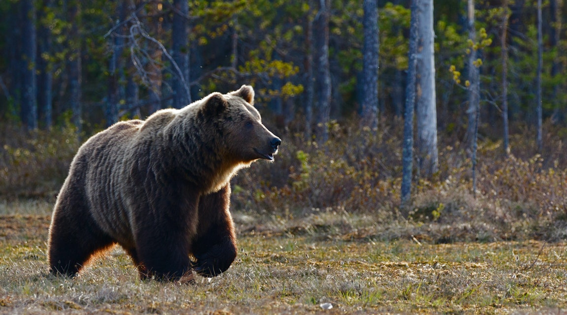 Sköt två björnar – får behålla vapen